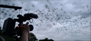 Evening sky with many bats. In the down left corner a video camera can be seen
